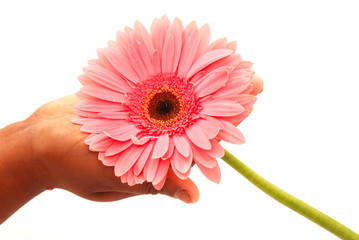 Pink flower in hand - Powered by Adobe