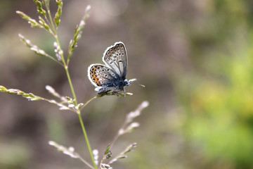 Schmetterling