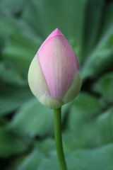 Lotus flower bud