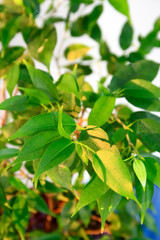 Benjamin's Indiarubber plant on a window sill close up.