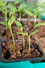 Pepper seedling in a box on a window sill