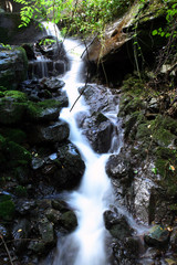 ruscello nel bosco