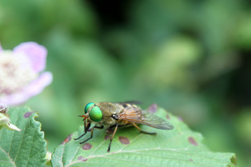 Fliege