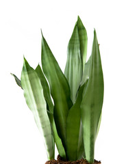 Obraz premium Sansevieria