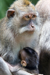 Long-tailed macaque feeds a cub