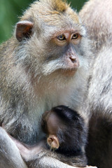 Obraz premium Long-tailed macaque feeds a cub
