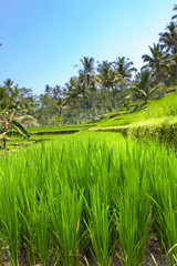 Tropical landscape. Indonesia. Bali