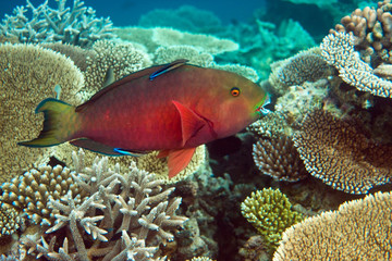 Indian ocean. .Fishes in corals. Maldives..
