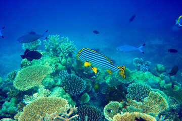 Indian ocean. .Fishes in corals. Maldives..