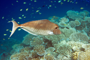 Fototapeta na wymiar Indian ocean. .Fishes in corals. Maldives..