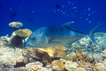 Naklejka na ściany i meble Indian ocean. .Fishes in corals. Maldives..