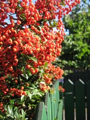 Shrub with red berries branches hanging over geen fence