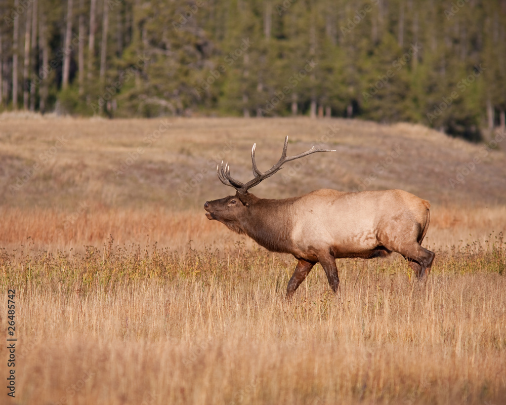 Wall mural Elk bugling