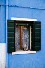 Gato en ventana