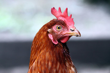 detail head brown hen