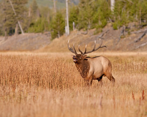 Elk bugling