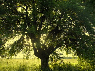 Solar radiation passing through the old pear branches