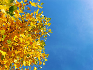 ahorn autumn leafs and blue sky