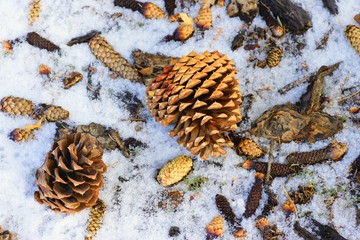 Fallen Pine Cones