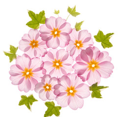primula flowers on the white background