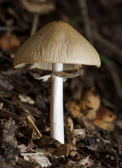 Pilz
