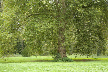 gros platane en octobre