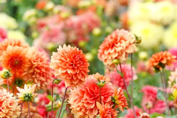 Fotobehang Dahlia Close-up van kleurrijke dahlia& 39 s