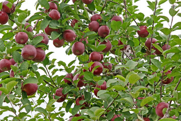 Ripe red apples on a tree