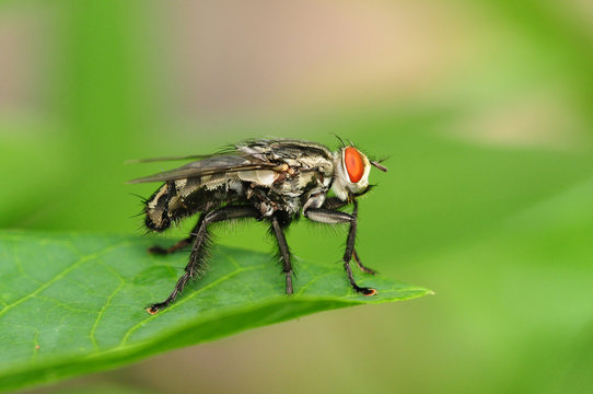 Closeup Of a Housefly Resting On A Leaf