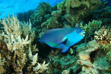 Red Sea Steepheaq Parrotfish (Chlorurus gibbus)