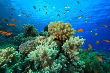 Naklejka na ściany i meble Tropical Fish i Coral Reef