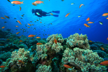 Fototapeta na wymiar Scuba Diving on a Coral Reef