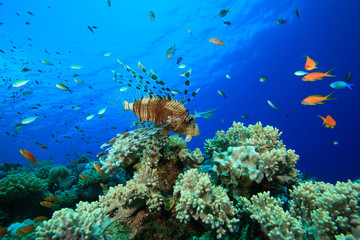 Obraz na płótnie Canvas Lionfish on Coral Reef