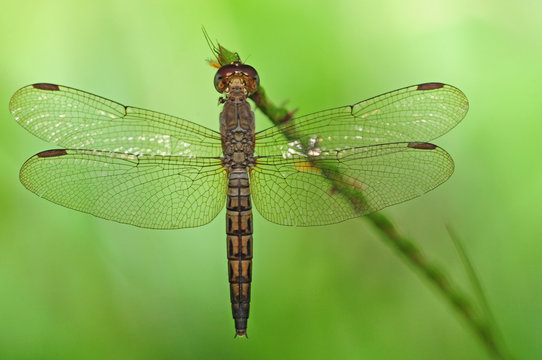 A Dragonfly In Natural Environment