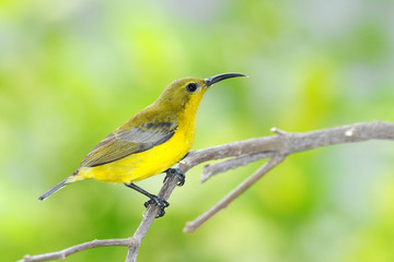 Female Olive Backed Sunbird On A Branch