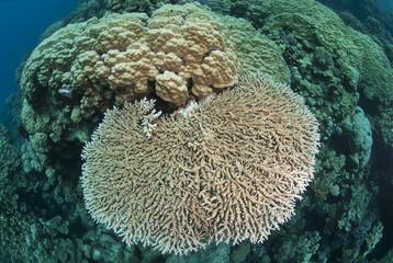 Naklejka na ściany i meble Pristine table coral formation.