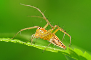 Lynx Spider On A Blade Of Leave