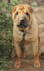 Chinese Shar-Pei
