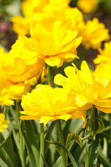 Obraz premium field of tulips