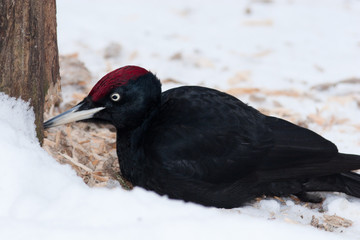 Dryocopus martius, Black Woodpecker