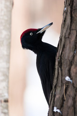 Dryocopus martius, Black Woodpecker