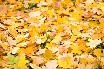 Leaf fall  background