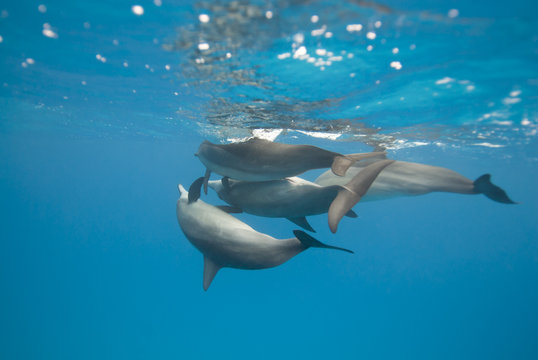 Mating Spinner dolphins in the wild.