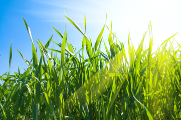 green grass under sunrays