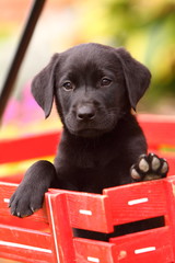 Black Labrador Retriever in Red Wagon
