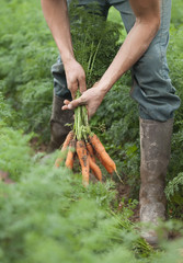 récolte manuelle de carottes bio fraiches
