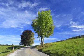 road in a meadow