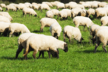 Fototapeta premium Sheep