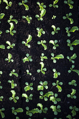 potager vert et jardinage bio