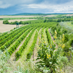 Fototapeta na wymiar vineyard, Czech Republic